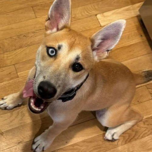 Hazelnut, Adoptable, Puppy Female Husky & Yellow Labrador Retriever.
