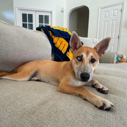 Hazelnut, a Adoptable mixed breed in Wilmington, NC image 4/5