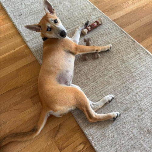 Hazelnut, a Adoptable mixed breed in Wilmington, NC image 5/5