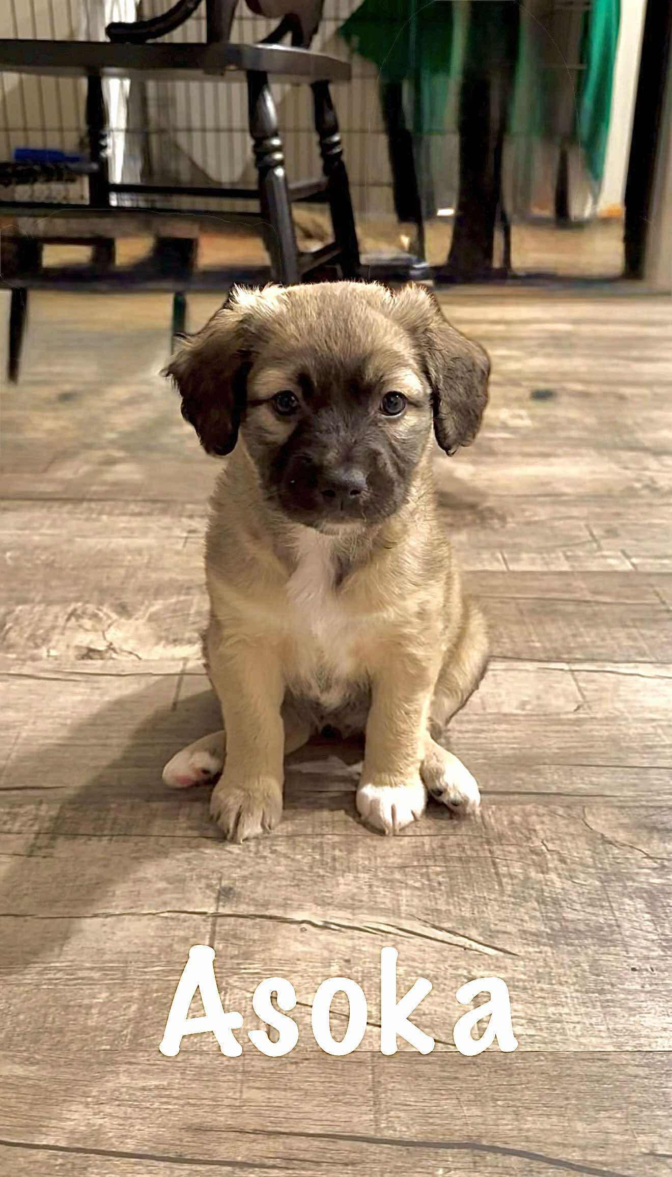 Enlarge Asoka, a Adoptable mixed breed in Winston Salem, NC image 1/1