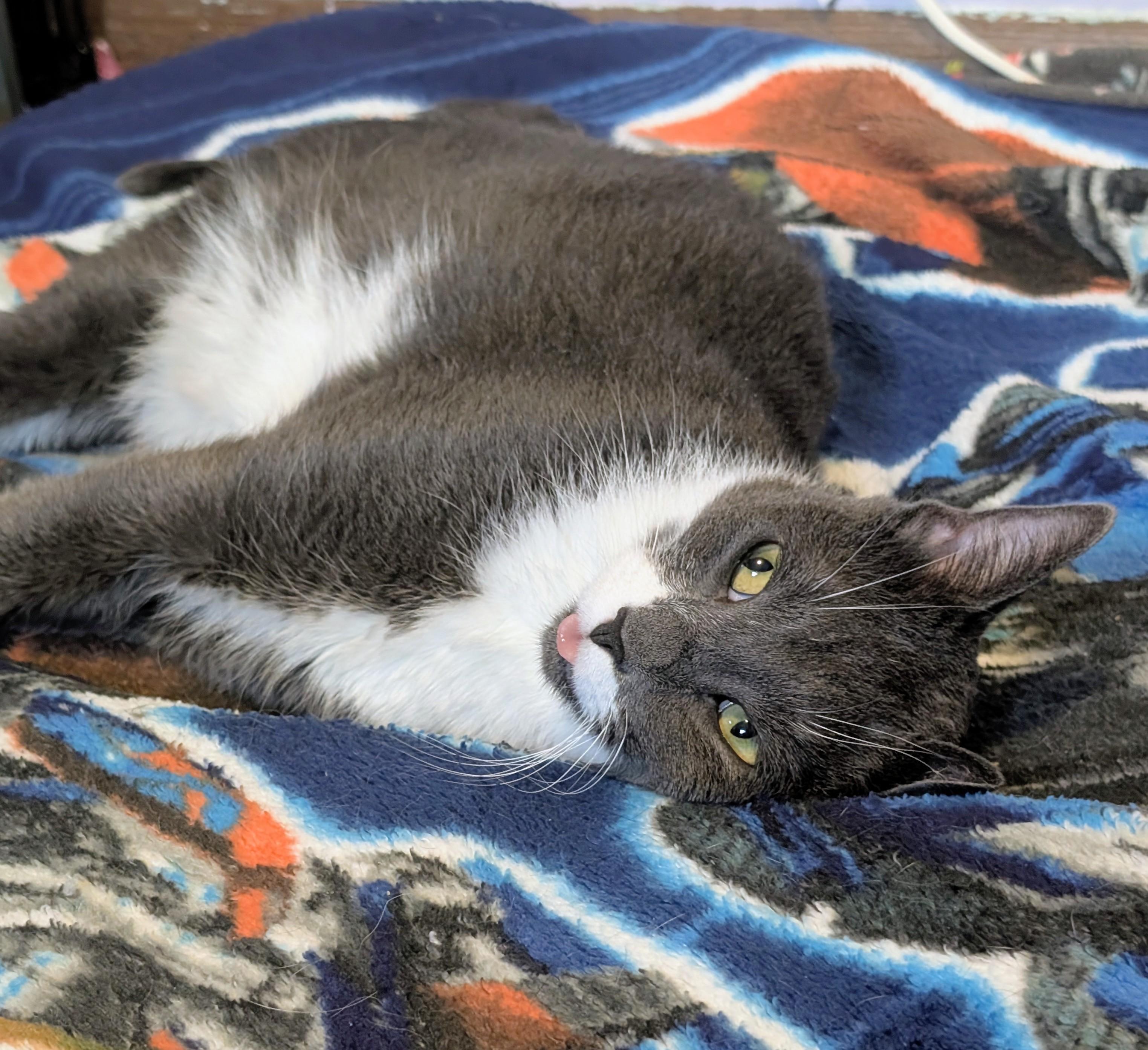 Poopsie Slime Surpise, a Adoptable Domestic Short Hair in Madison, WI image 1/6