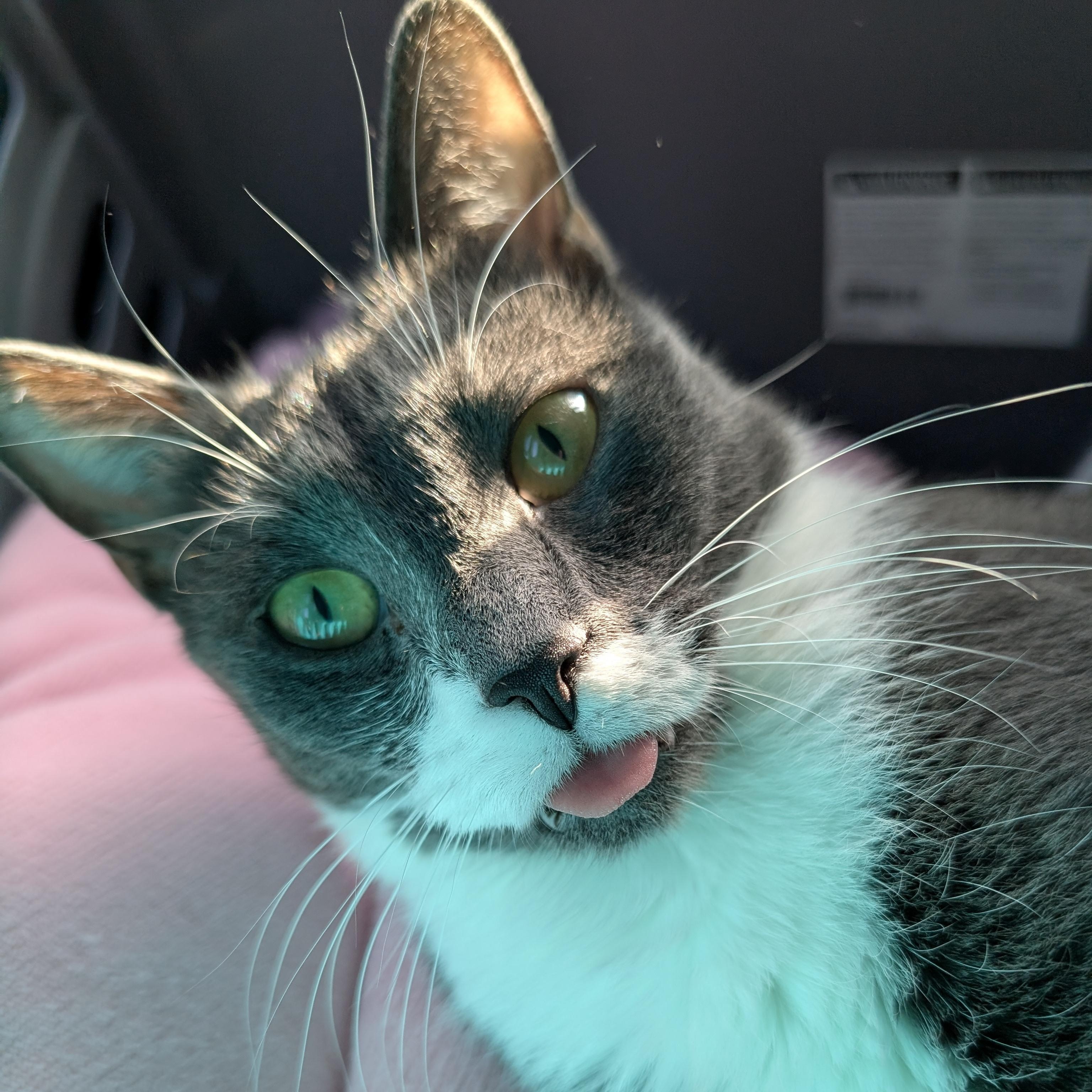 Poopsie Slime Surpise, a Adoptable Domestic Short Hair in Madison, WI image 3/6