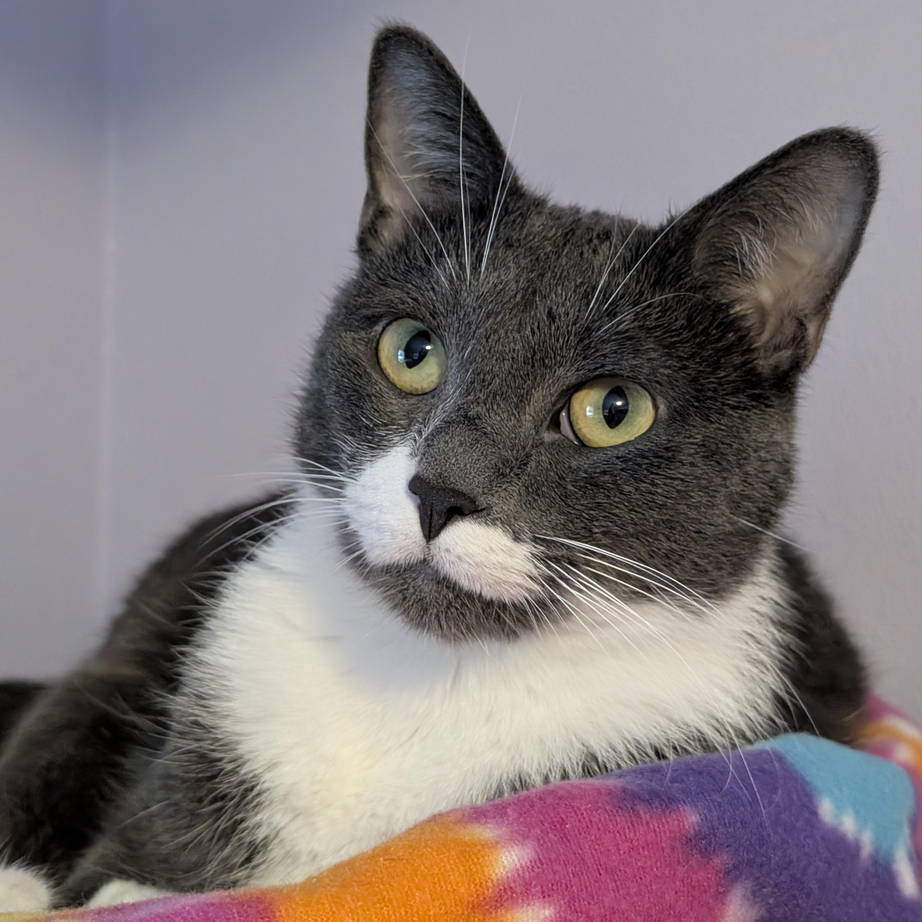 Enlarge Poopsie Slime Surpise, a Adoptable Domestic Short Hair in Madison, WI image 1/6