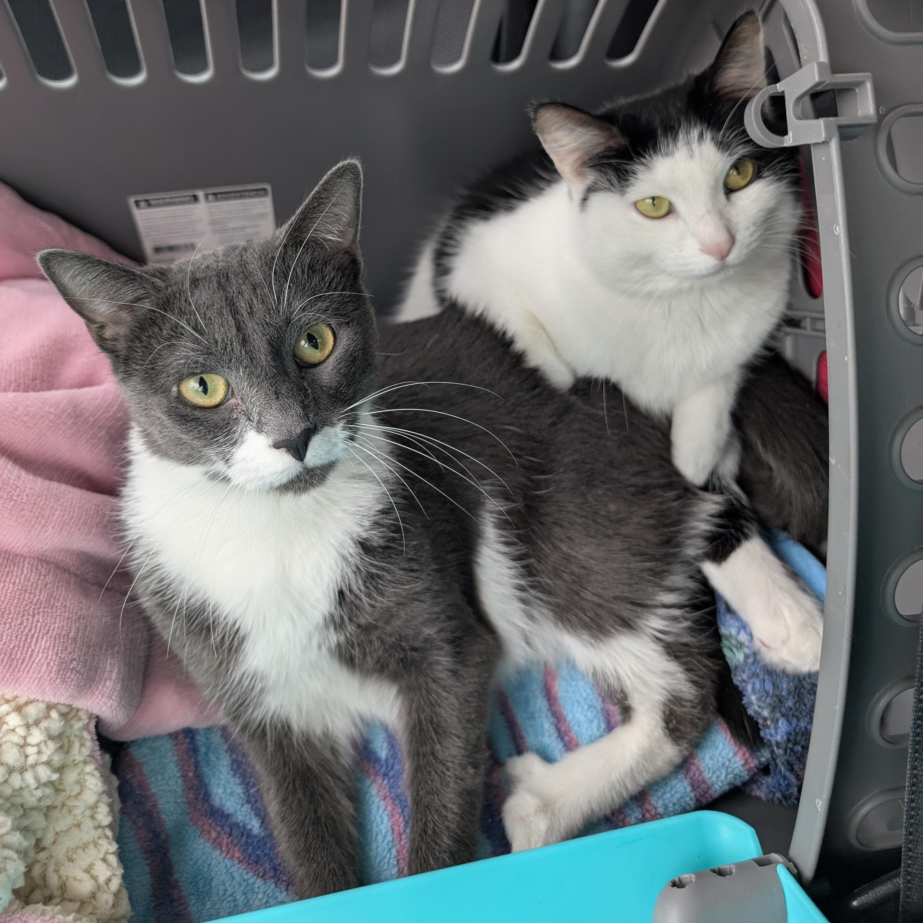 Poopsie Slime Surpise, a Adoptable Domestic Short Hair in Madison, WI image 5/6