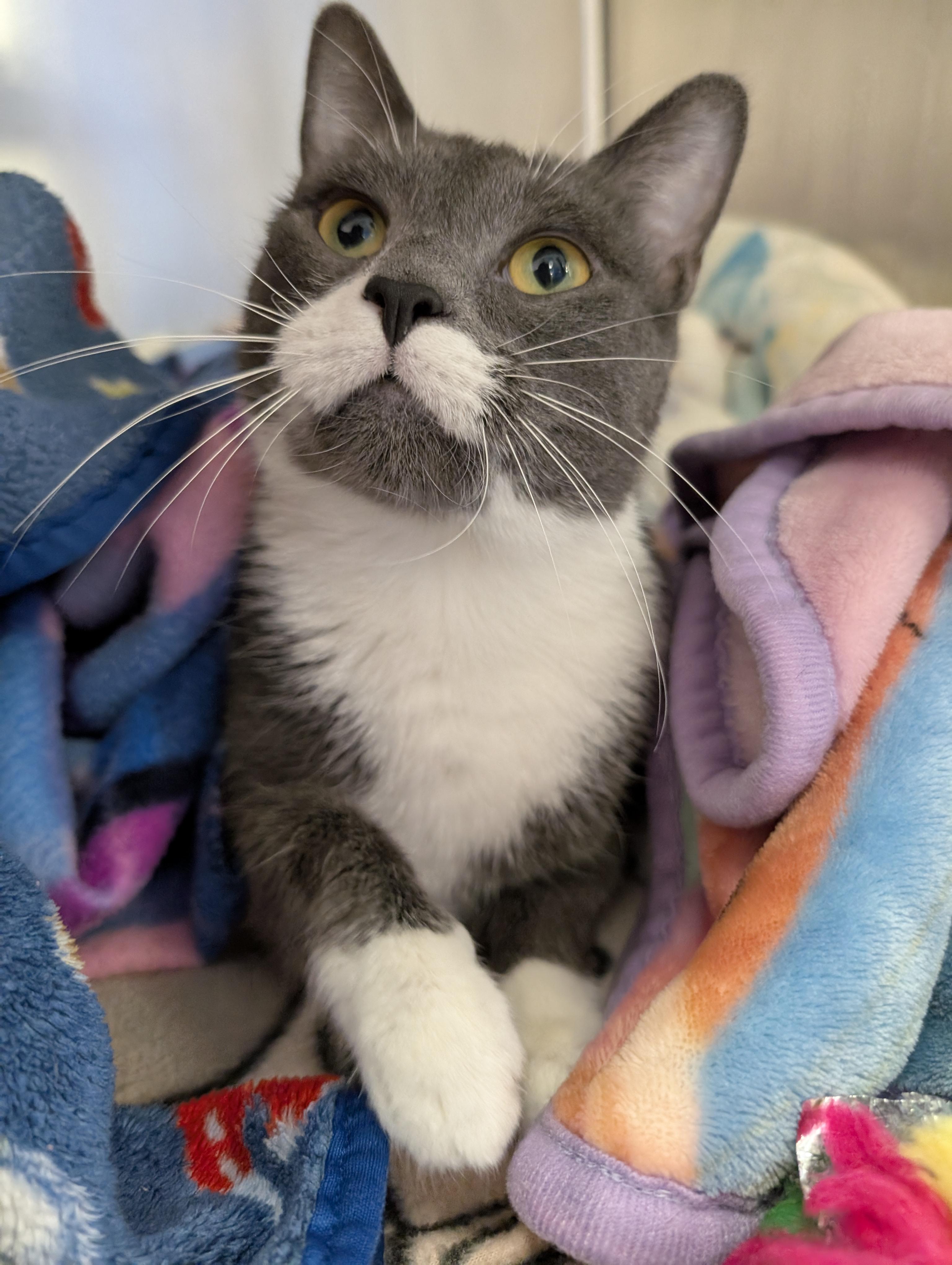 Poopsie Slime Surpise, a Adoptable Domestic Short Hair in Madison, WI image 4/6