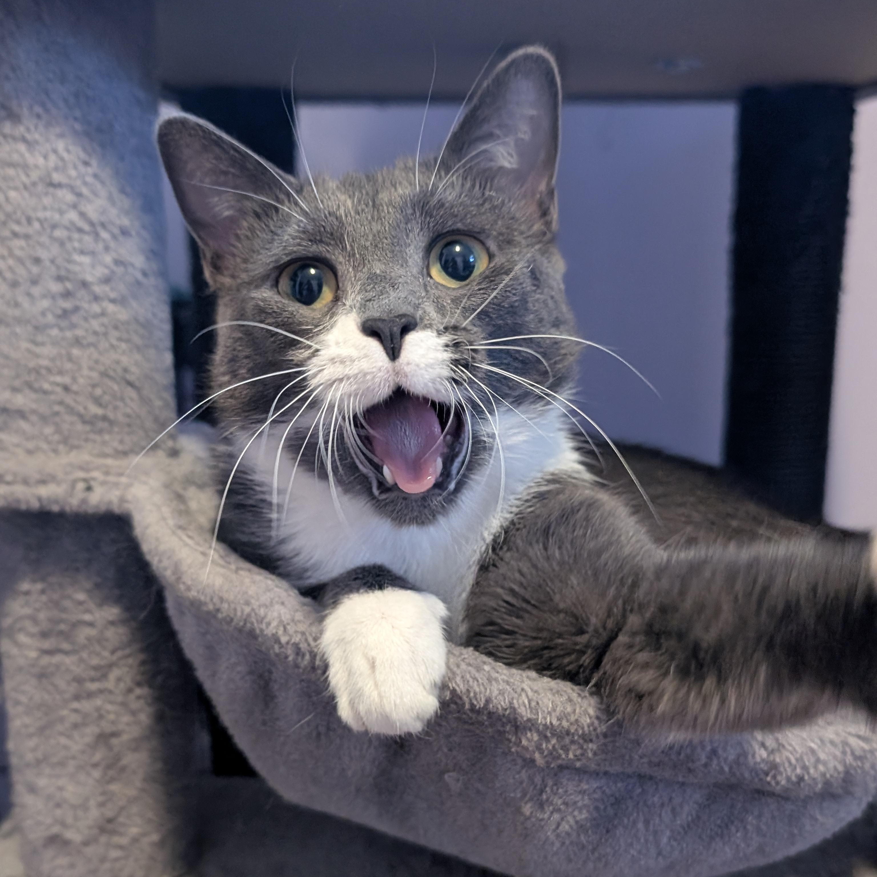 Poopsie Slime Surpise, a Adoptable Domestic Short Hair in Madison, WI image 2/6