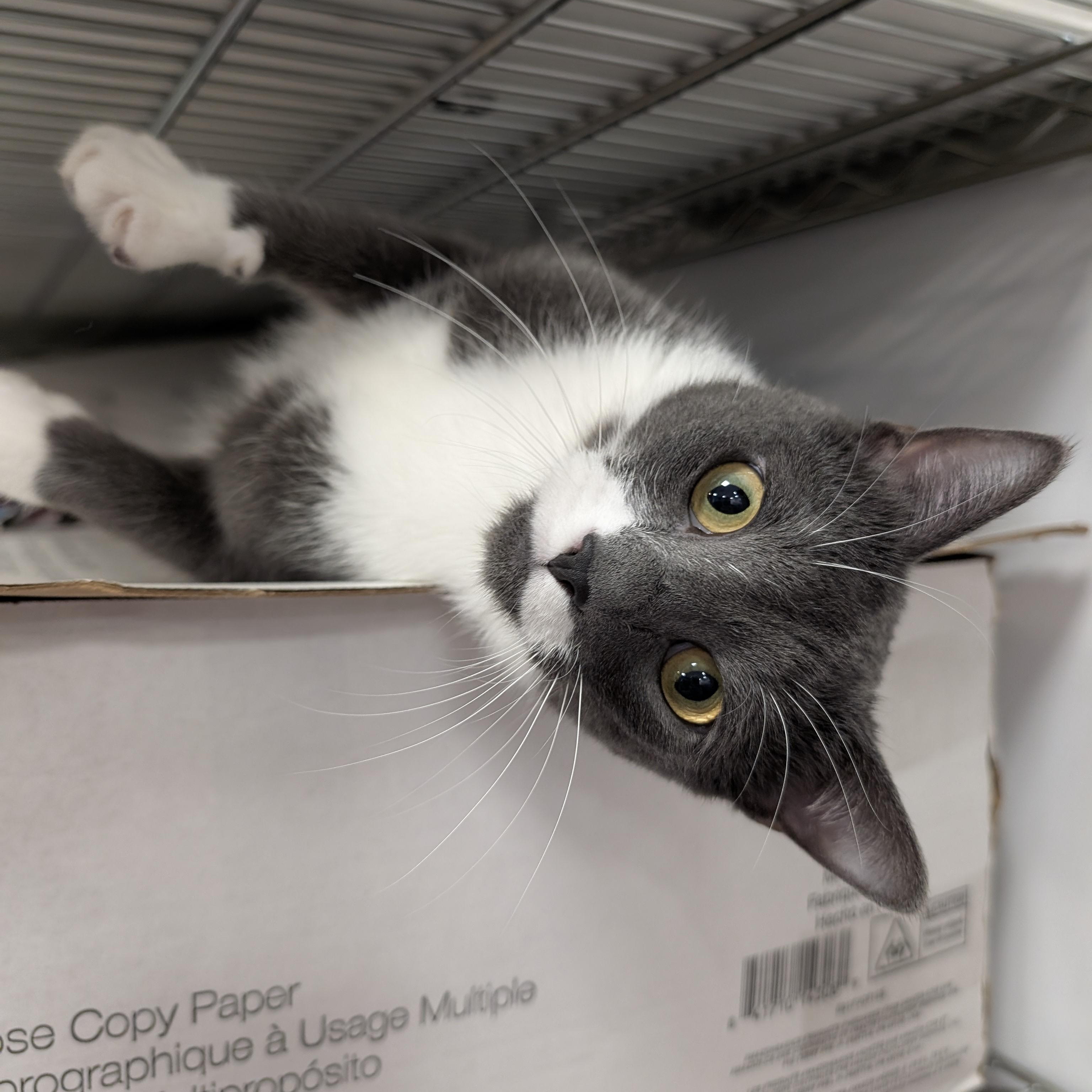 Poopsie Slime Surpise, a Adoptable Domestic Short Hair in Madison, WI image 6/6