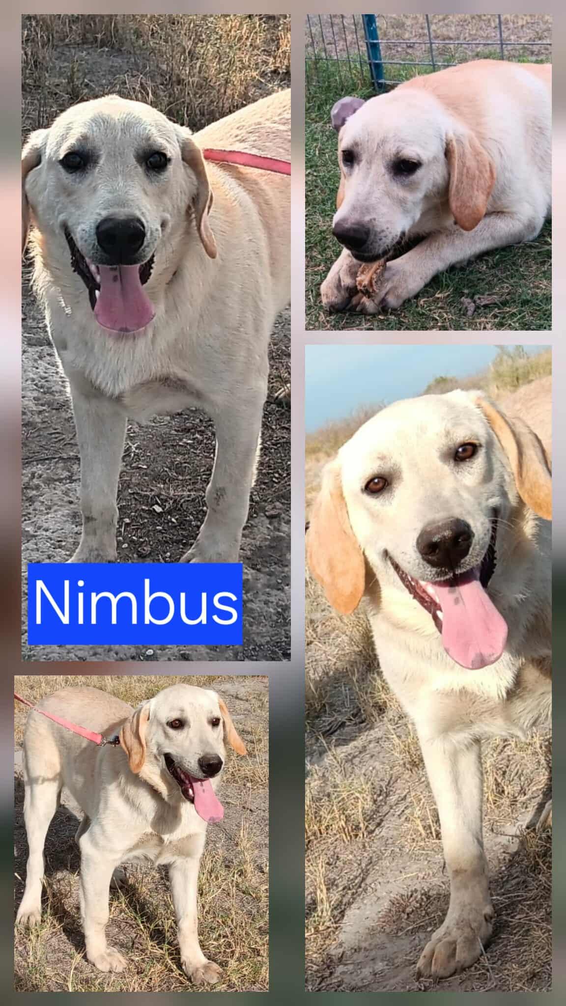 Nimbus, Adopted, Young Male Labrador Retriever & Patterdale Terrier / Fell Terrier.