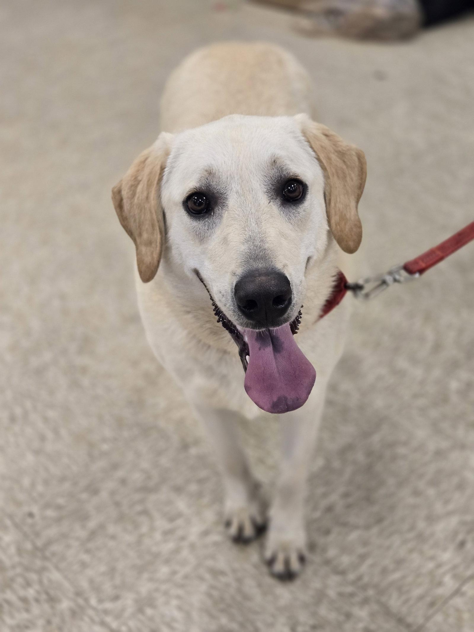 Nimbus, a Adopted mixed breed in Minneapolis, MN image 2/3