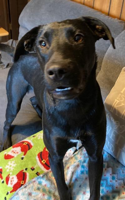 Enlarge Romeo, a Adoptable Labrador Retriever in Boiling Springs, PA image 4/4