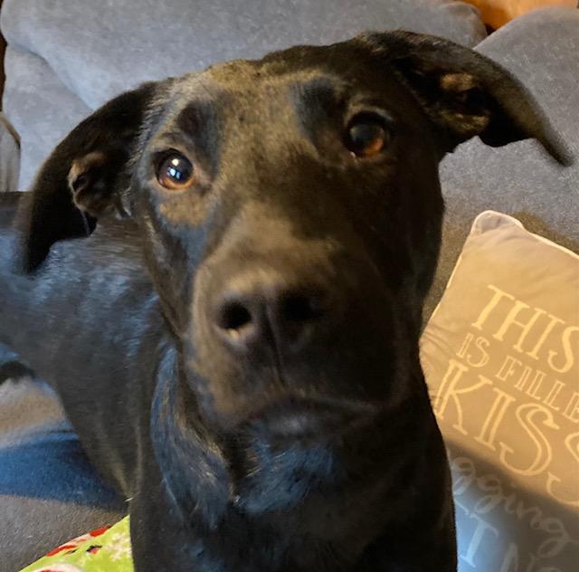 Romeo, Adoptable, Young Male Labrador Retriever.