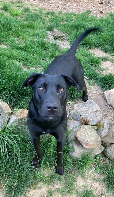Enlarge Romeo, a Adoptable Labrador Retriever in Boiling Springs, PA image 2/4