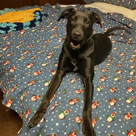 Enlarge Romeo, a Adoptable Labrador Retriever in Boiling Springs, PA image 3/4