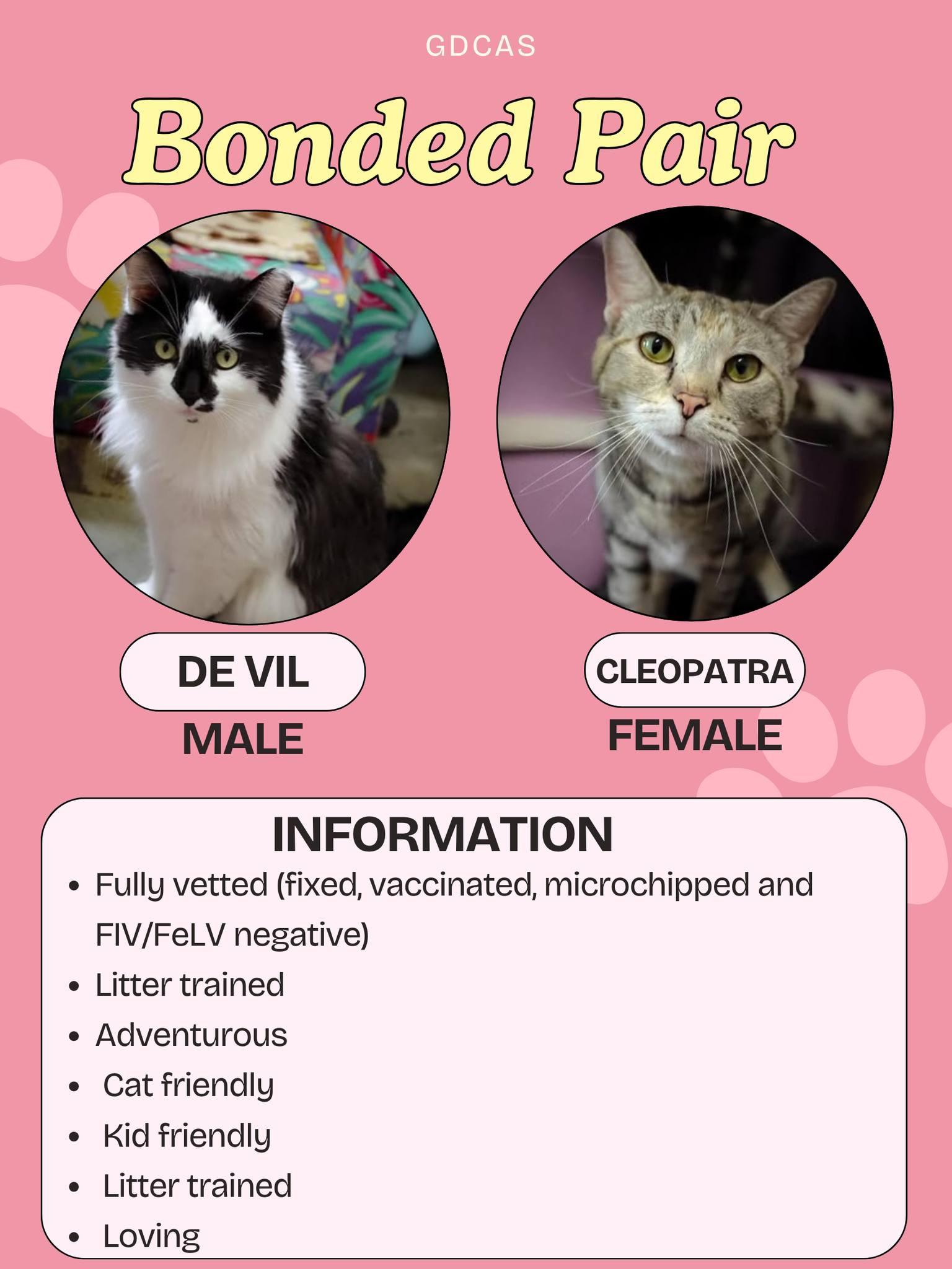 Enlarge De Vil and Cleopatra, an adopted Domestic Short Hair in Greensburg, IN image 1/1