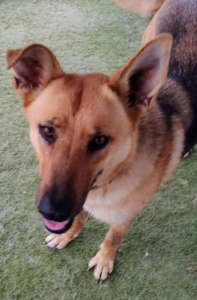 Sandy By The Sea, Adoptable, Adult Female German Shepherd Dog.