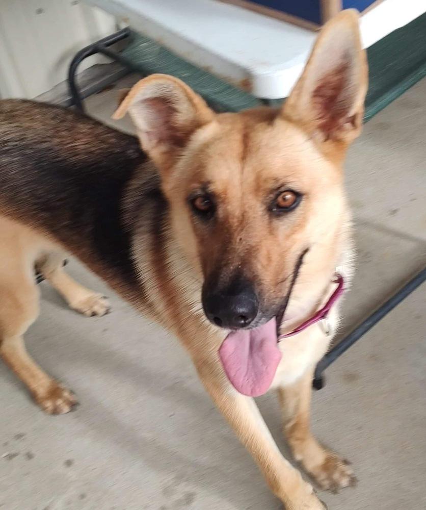 Sandy By The Sea, a Adoptable mixed breed in Sealy, TX image 2/6