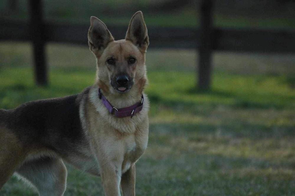 Sandy By The Sea, a Adoptable mixed breed in Sealy, TX image 3/6