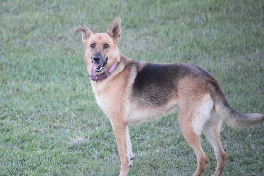 Sandy By The Sea, a Adoptable mixed breed in Sealy, TX image 4/6