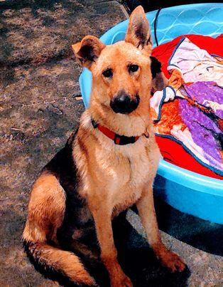 Sandy By The Sea, a Adoptable mixed breed in Sealy, TX image 5/6
