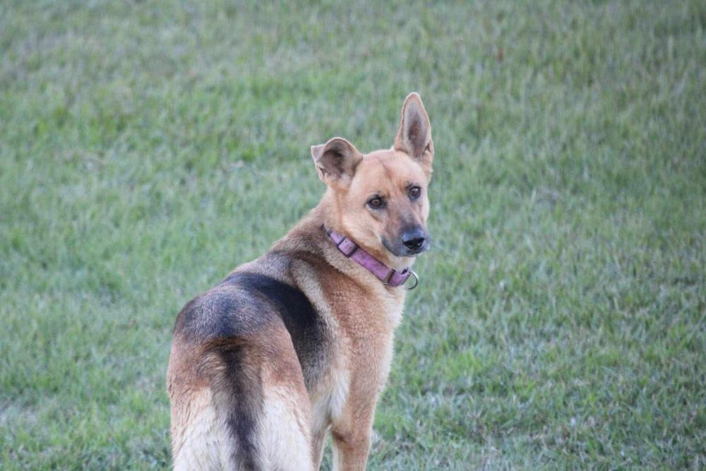 Sandy By The Sea, a Adoptable mixed breed in Sealy, TX image 6/6