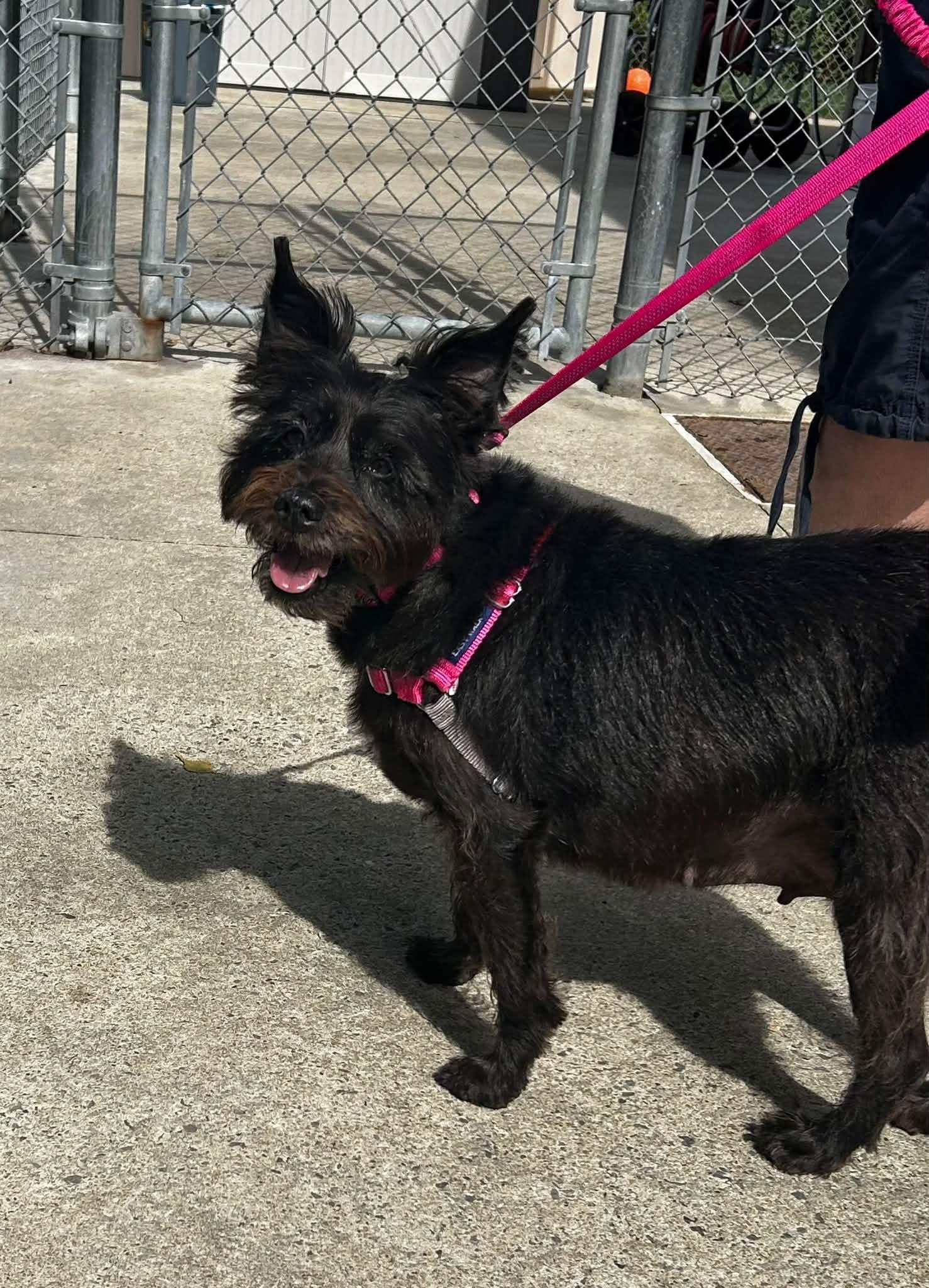 Enlarge Aggy, a Adoptable Scottish Terrier in Attleboro, MA image 2/2