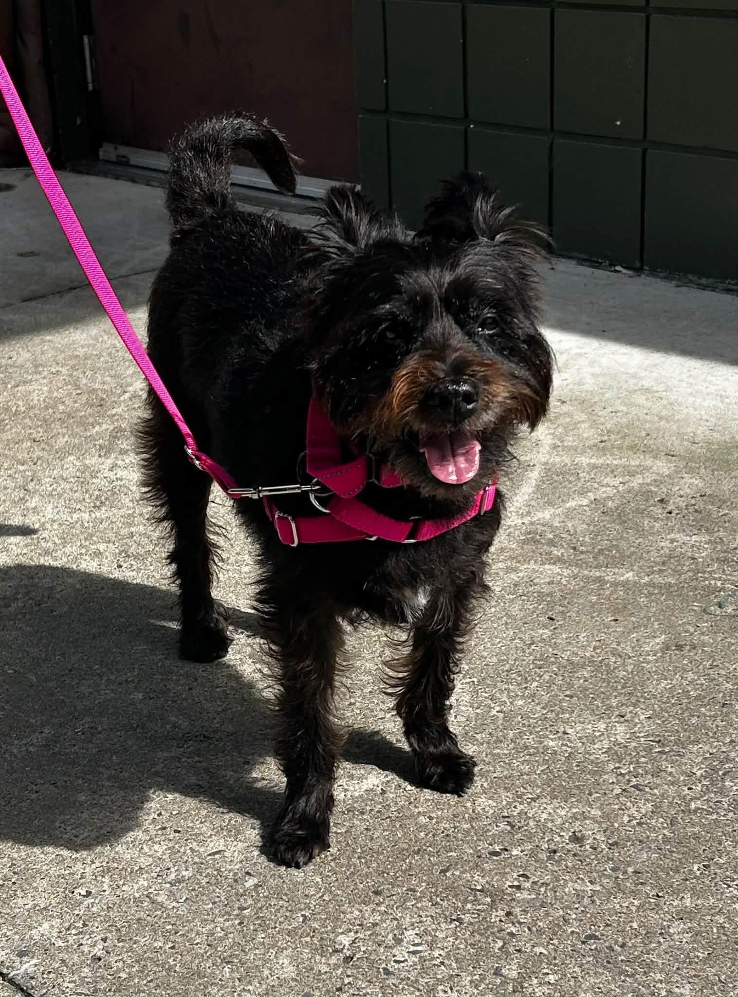 Aggy, Adoptable, Adult Female Scottish Terrier.