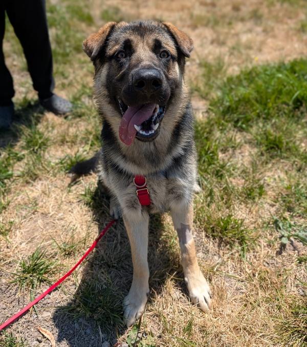 Wandu, Adoptable, Young Male German Shepherd Dog.