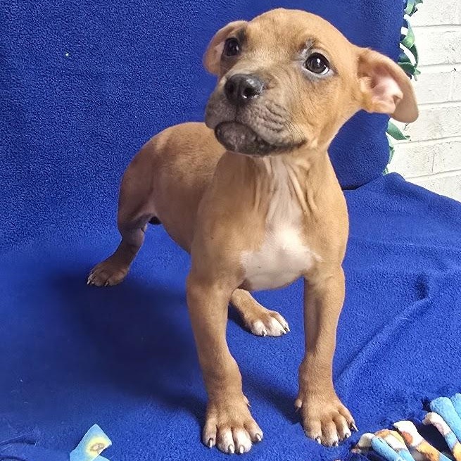 Enlarge Enzo, a Adoptable mixed breed in Waterloo, IA image 3/3