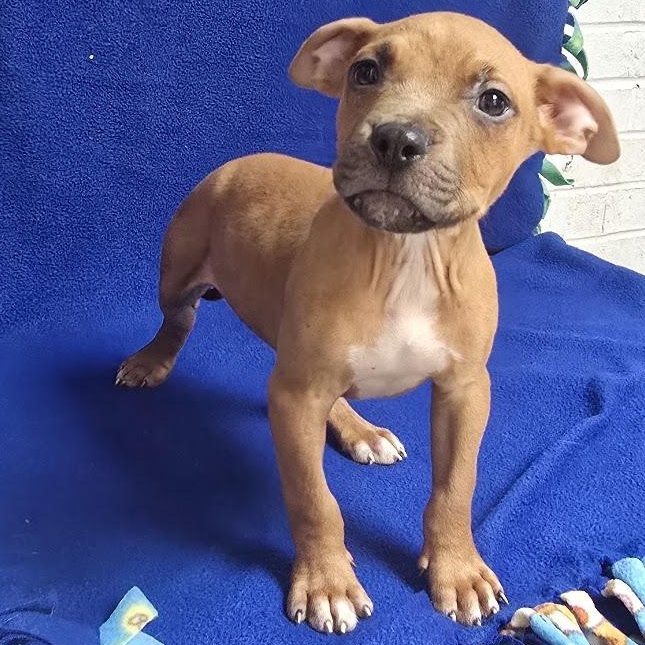 Enlarge Enzo, a Adoptable mixed breed in Waterloo, IA image 1/3