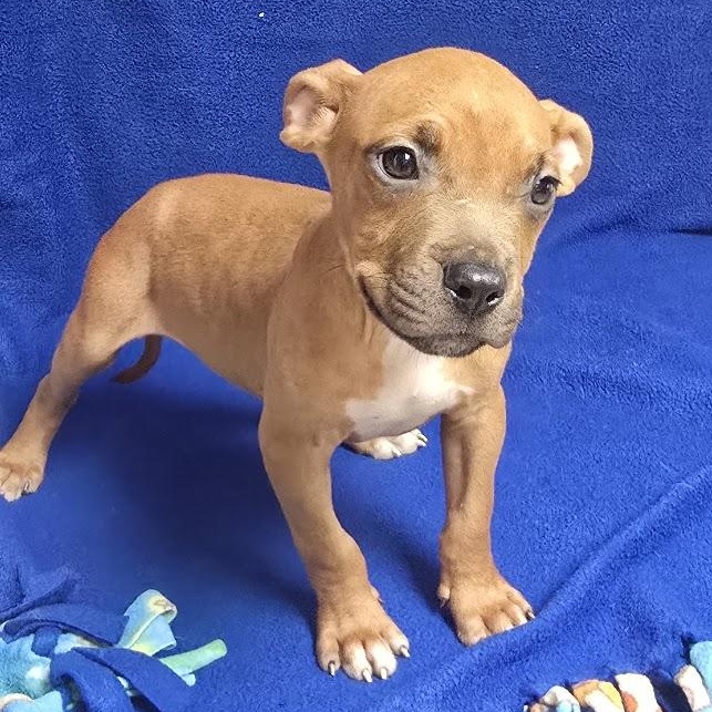 Enlarge Enzo, a Adoptable mixed breed in Waterloo, IA image 2/3