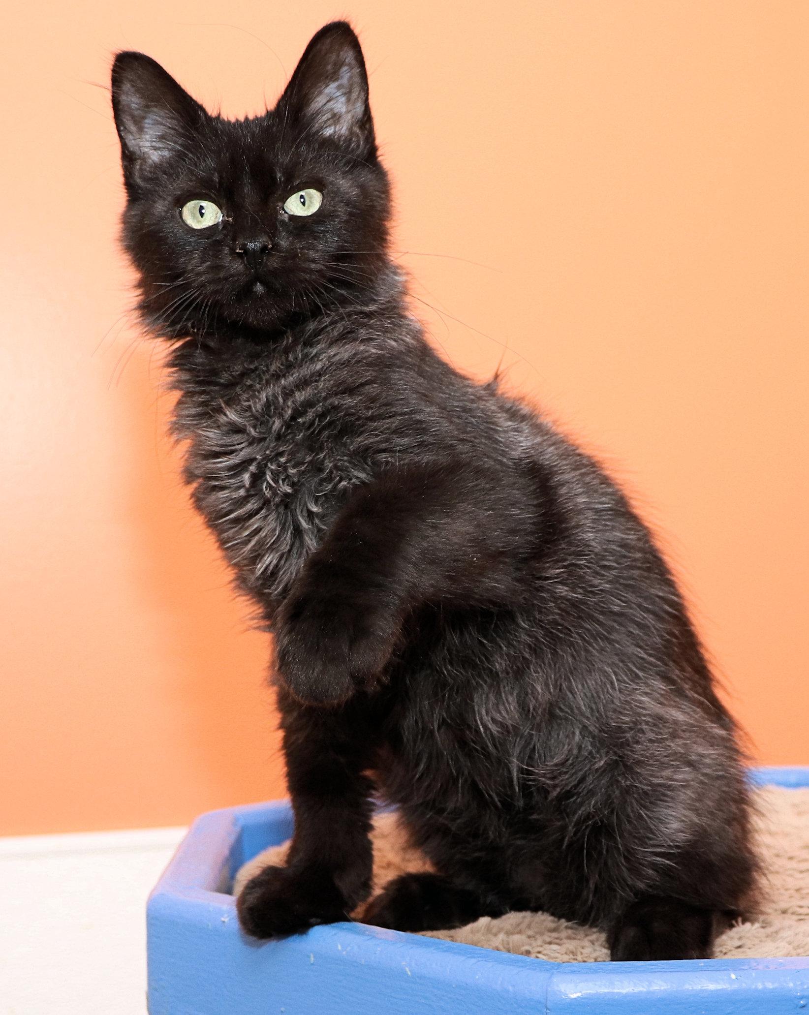 Nyx
