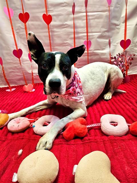 ROSELLA, Adoptable, Senior Female Boston Terrier & Pit Bull Terrier.