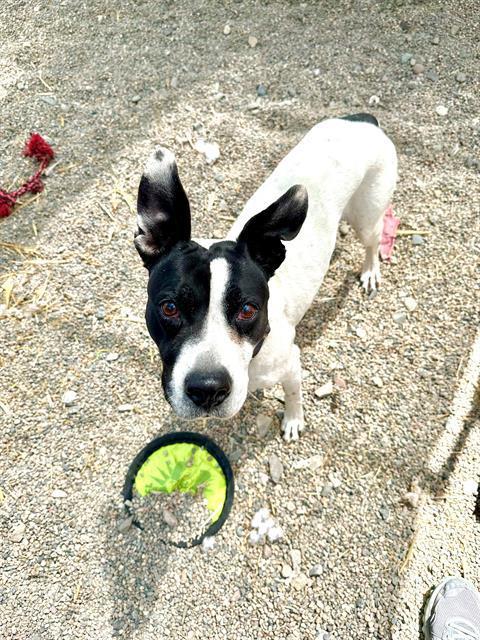 ROSELLA, Adoptable, Senior Female Boston Terrier & Pit Bull Terrier.