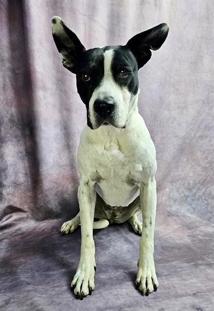 ROSELLA, Adoptable, Senior Female Bull Terrier & Pit Bull Terrier.