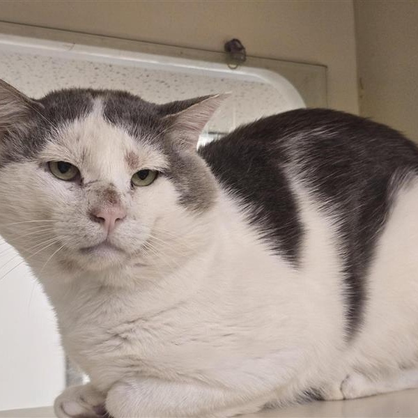 Enlarge Frankenstein, a Adoptable Domestic Short Hair in Prince Frederick, MD image 4/4
