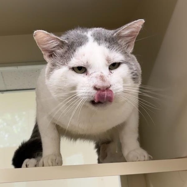 Enlarge Frankenstein, a Adoptable Domestic Short Hair in Prince Frederick, MD image 2/4