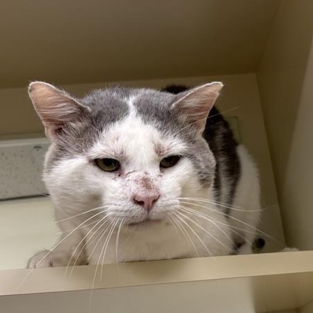 Enlarge Frankenstein, a Adoptable Domestic Short Hair in Prince Frederick, MD image 3/4