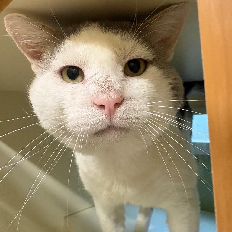 Frankenstein, Adoptable, Adult Male Domestic Short Hair.
