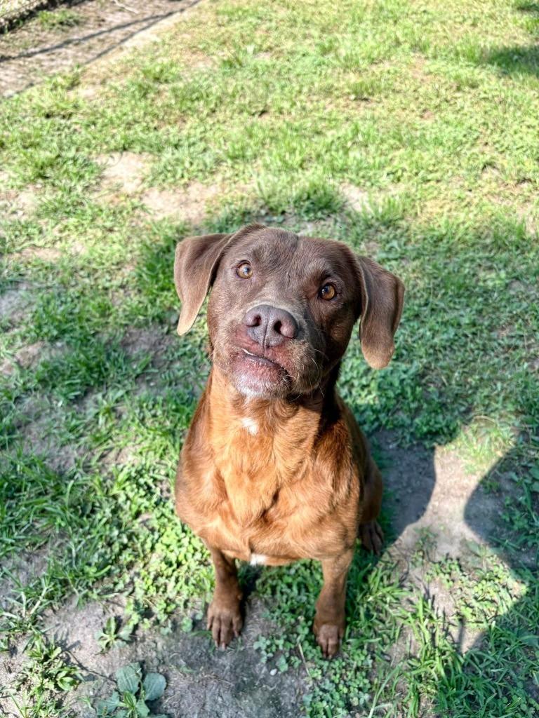 Enlarge Frank, a Adoptable mixed breed in New Bern, NC image 1/2