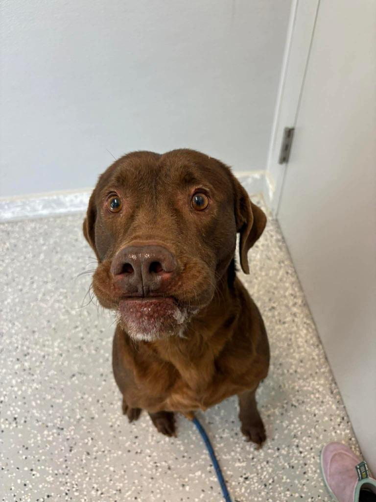 Enlarge Frank, a Adoptable mixed breed in New Bern, NC image 2/2