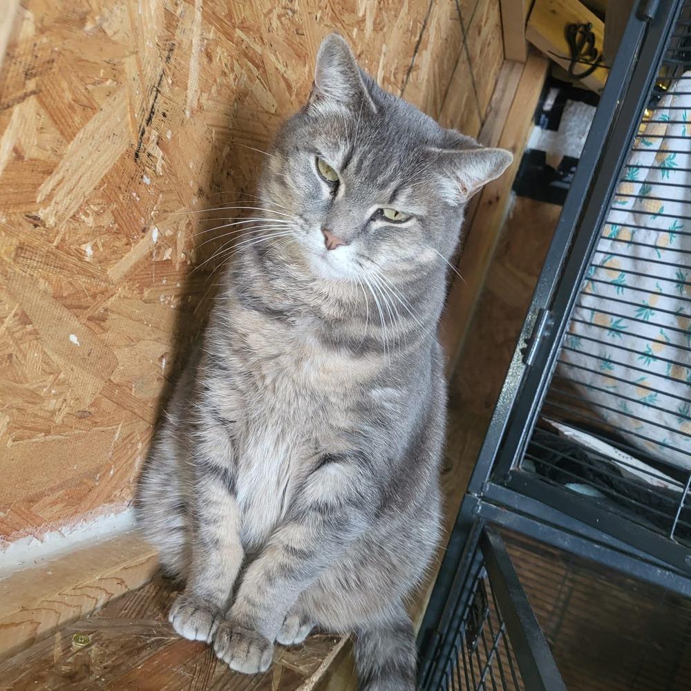 Enlarge Miss Grey, a Adoptable mixed breed in Plumerville, AR image 1/1