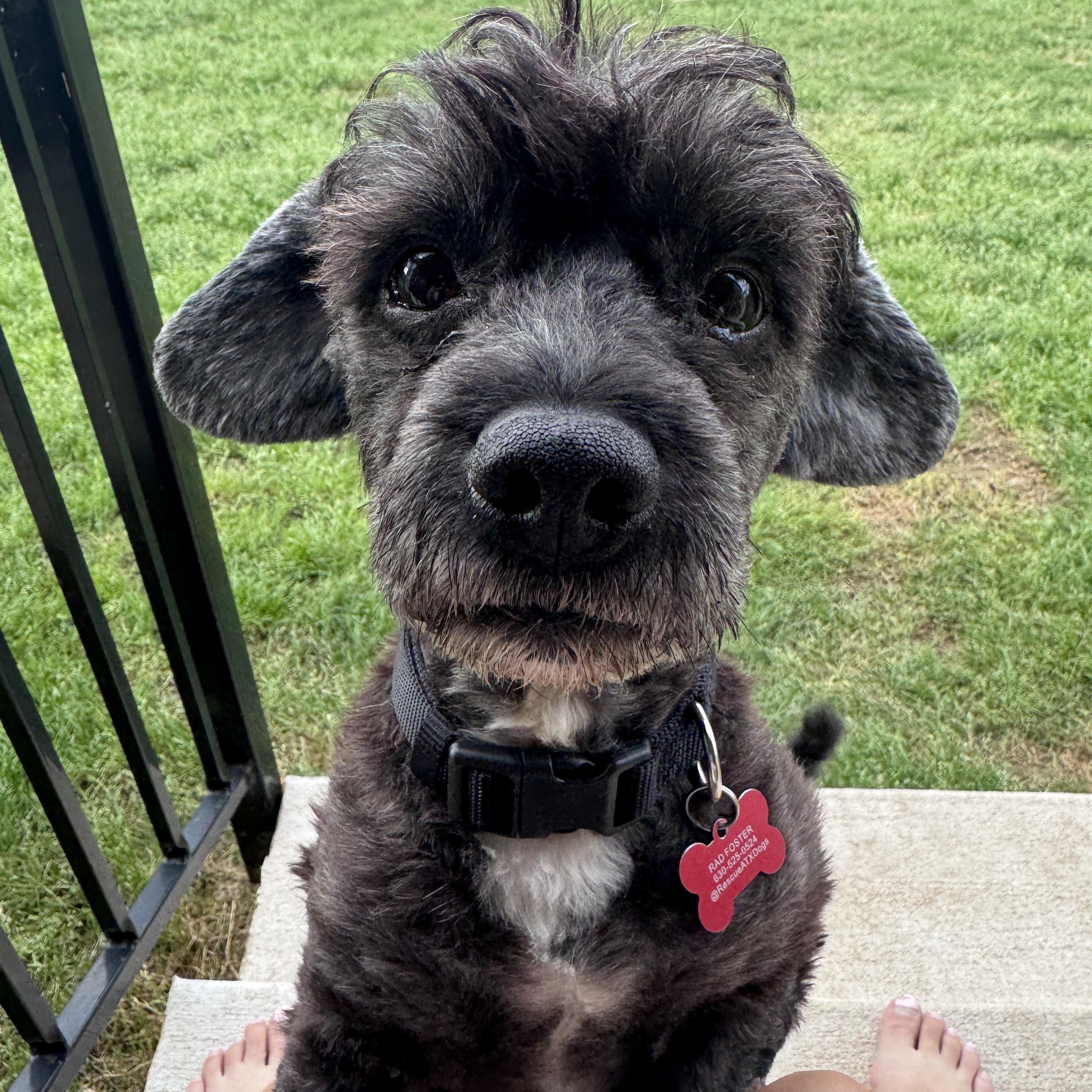 Archer, Adoptable, Senior Male Miniature Poodle.