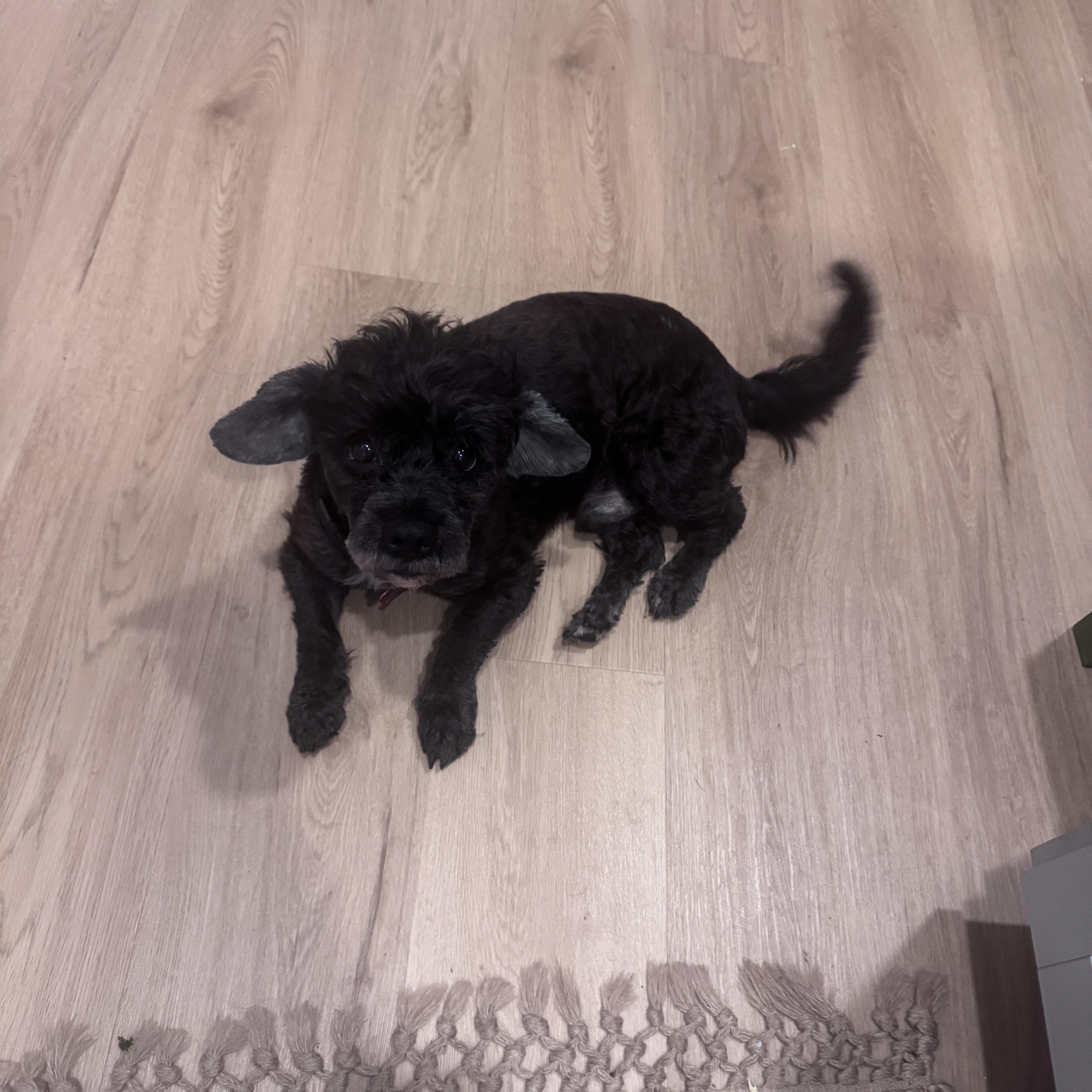 Archer, a Adoptable Miniature Poodle in Austin, TX image 2/3