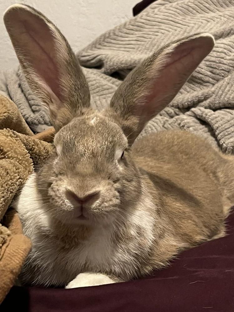 Enlarge Coriander, a Adoptable Bunny Rabbit in Longwood, FL image 1/6