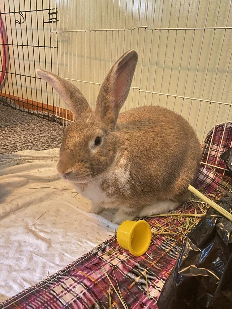Enlarge Coriander, a Adoptable Bunny Rabbit in Longwood, FL image 2/6