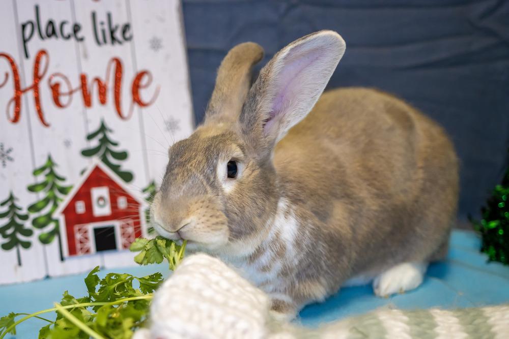 Enlarge Coriander, a Adoptable Bunny Rabbit in Longwood, FL image 3/6