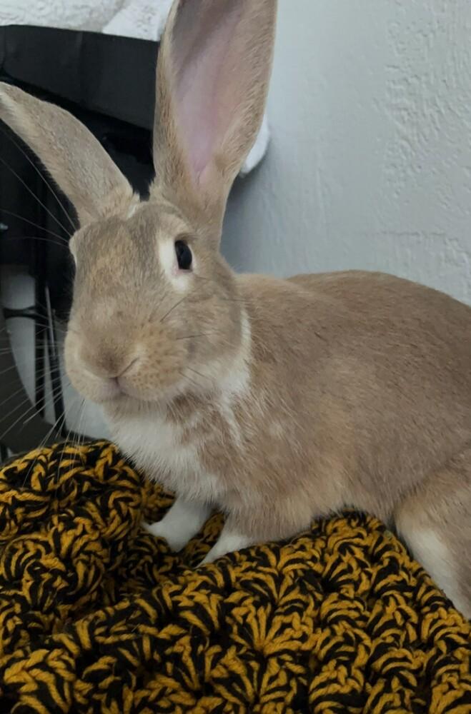 Enlarge Coriander, a Adoptable Bunny Rabbit in Longwood, FL image 4/6