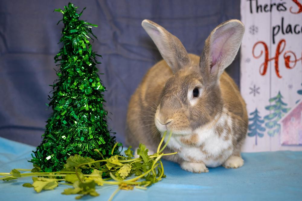 Enlarge Coriander, a Adoptable Bunny Rabbit in Longwood, FL image 5/6