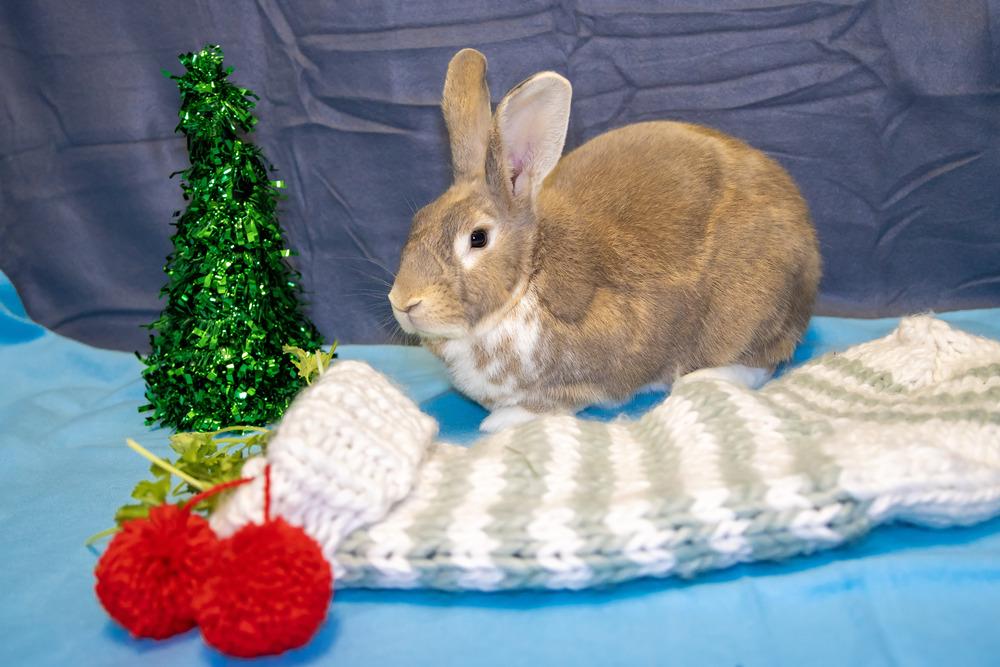 Enlarge Coriander, a Adoptable Bunny Rabbit in Longwood, FL image 6/6