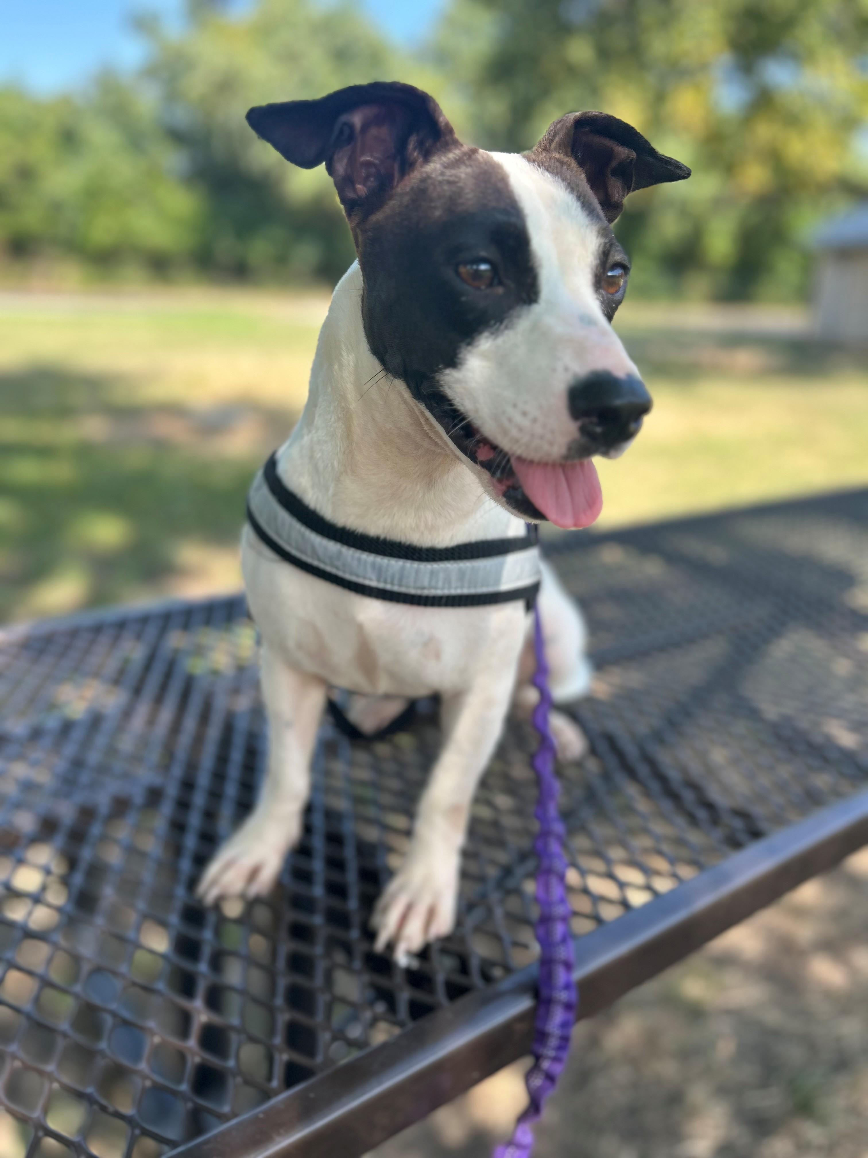 Enlarge Bailey, a ADOPTABLE Terrier in Lake Dallas, TX image 1/3